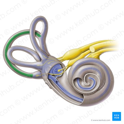 Conducto semicircular membranoso posterior (Ductus semicircularis posterior); Imagen: Paul Kim
