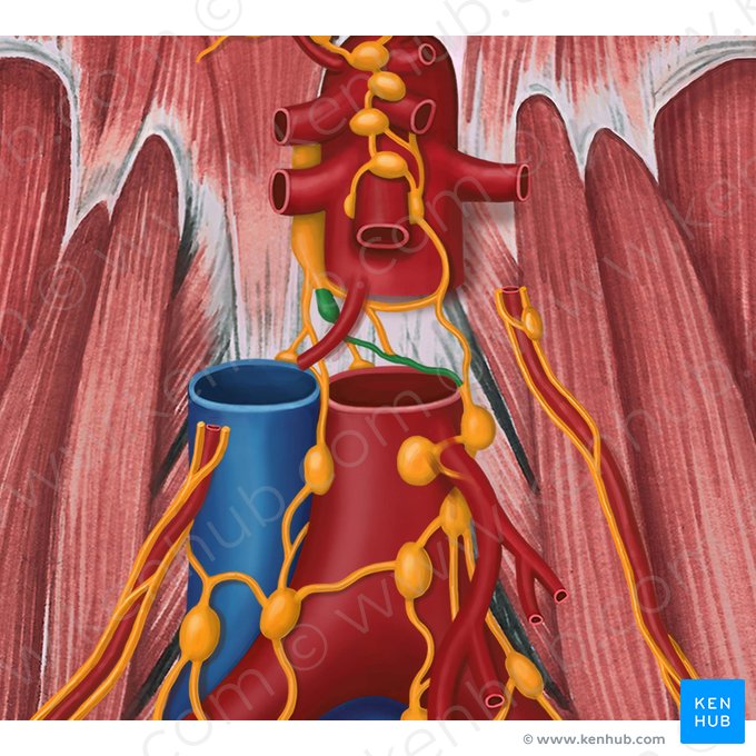 Left lumbar lymphatic trunk (Truncus lymphaticus lumbalis sinister); Image: Irina Münstermann