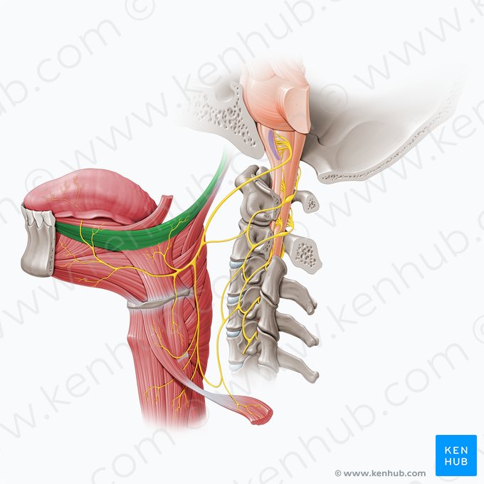 Músculo estilogloso (Musculus styloglossus); Imagen: Paul Kim