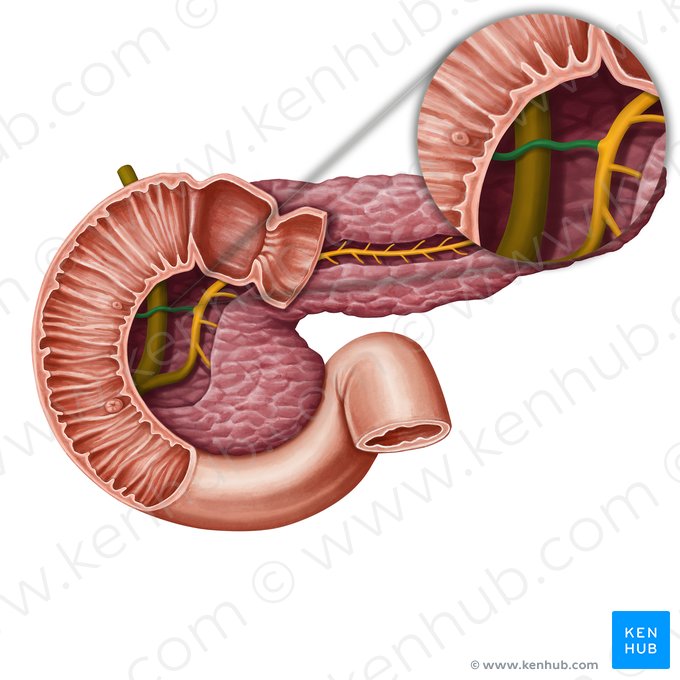 Ductus pancreaticus accessorius (Zusätzlicher Bauchspeicheldrüsengang); Bild: Irina Münstermann