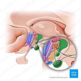 Posterior hypothalamic area (Area hypothalamica posterior); Image: Paul Kim