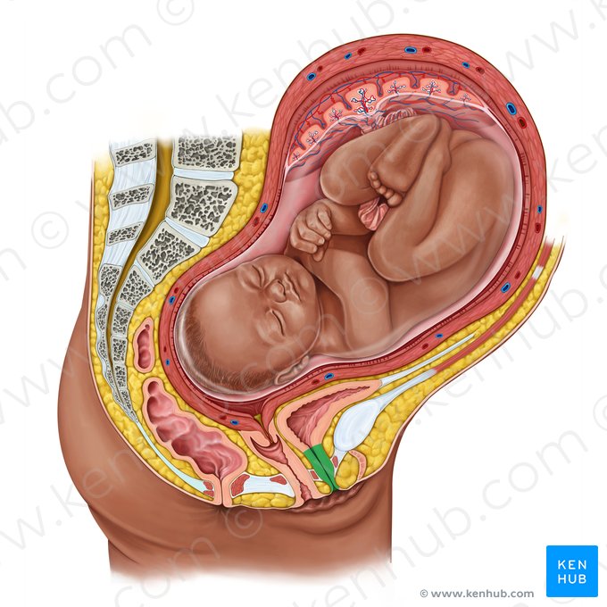 Uretra (Urethra); Imagen: Irina Münstermann