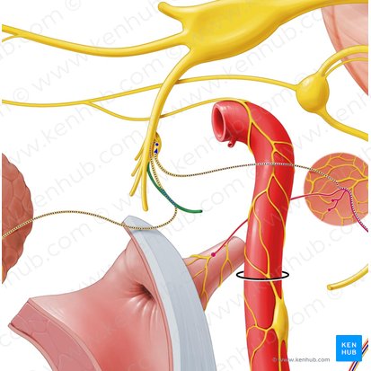 Auriculotemporal nerve (Nervus auriculotemporalis); Image: Paul Kim