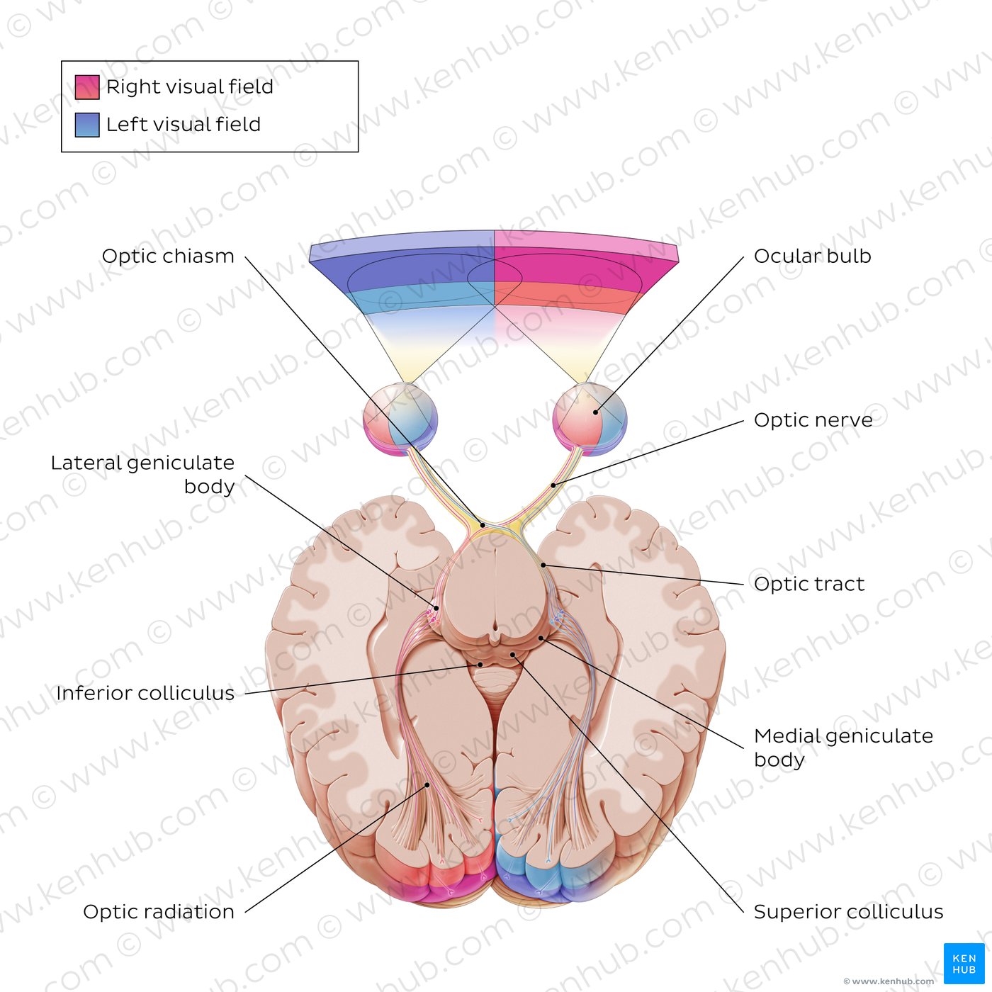 Overview of the optic nerve