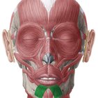 Depressor labii inferioris muscle