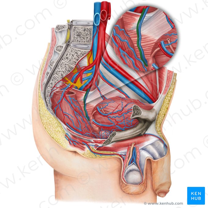 Left middle anorectal artery (Arteria anorectalis media sinistra); Image: Irina Münstermann