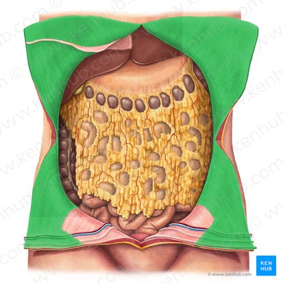 Peritoneum parietale (Parietales Bauchfell); Bild: Irina Münstermann