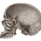 Ostiomeatal complex