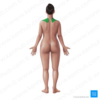 Suprascapular region (Regio suprascapularis); Image: Paul Kim