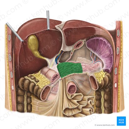 Cuerpo del páncreas (Corpus pancreatis); Imagen: Irina Münstermann