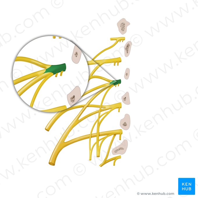 Anterior ramus of spinal nerve L2 (Ramus anterior nervi spinalis L2); Image: Begoña Rodriguez