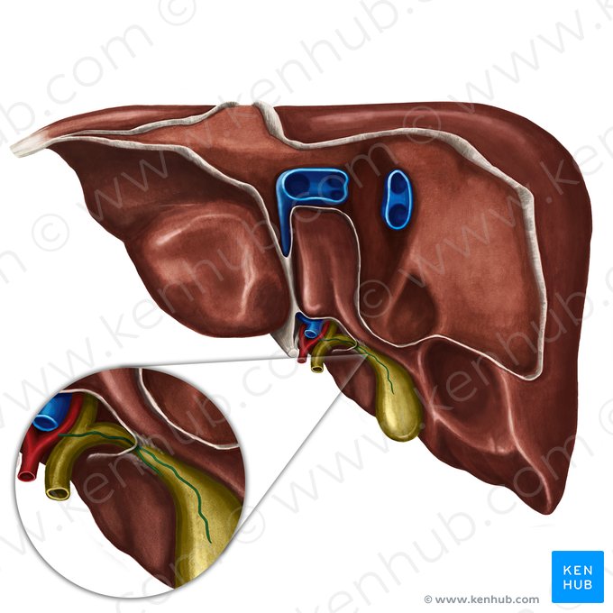 Arteria cystica (Gallenblasenarterie); Bild: Irina Münstermann