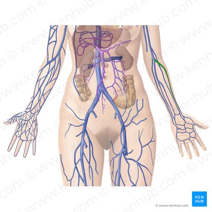 Veias radiais (Venae radiales); Imagem: Begoña Rodriguez