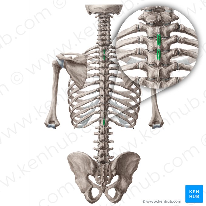 Músculos interespinosos torácicos (Musculi interspinales thoracis); Imagen: Yousun Koh