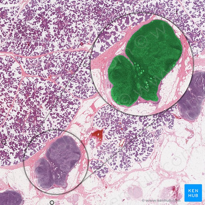 Gánglio linfático periglandular (Nodus lymphoideus periglandularis); Imagen: 