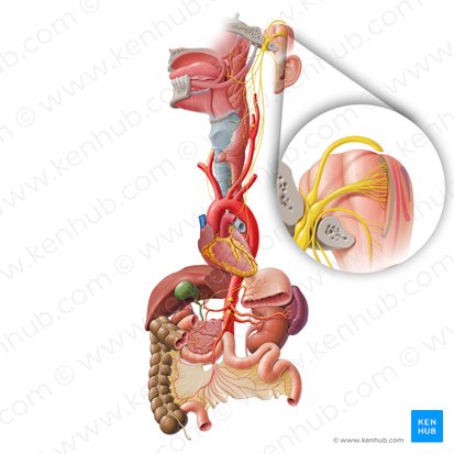 Núcleo ambíguo (Nucleus ambiguus); Imagem: Paul Kim