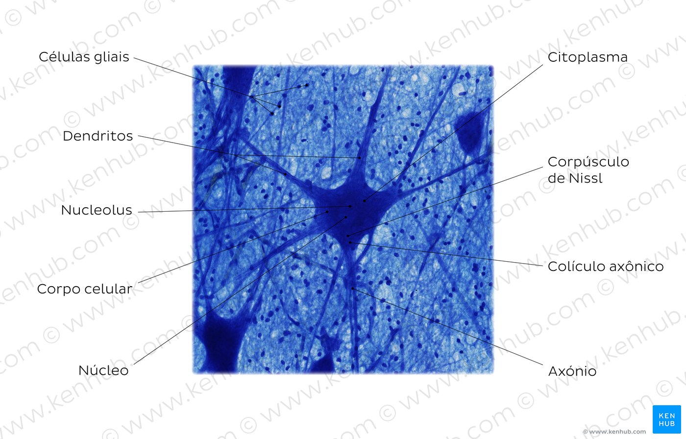 Neurônio multipolar. Coloração: Luxol Fast Blue. Ampliação alta.