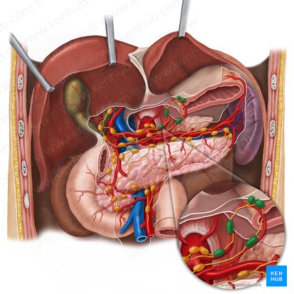 Left gastric lymph nodes (Nodi lymphoidei gastrici sinistri); Image: Esther Gollan