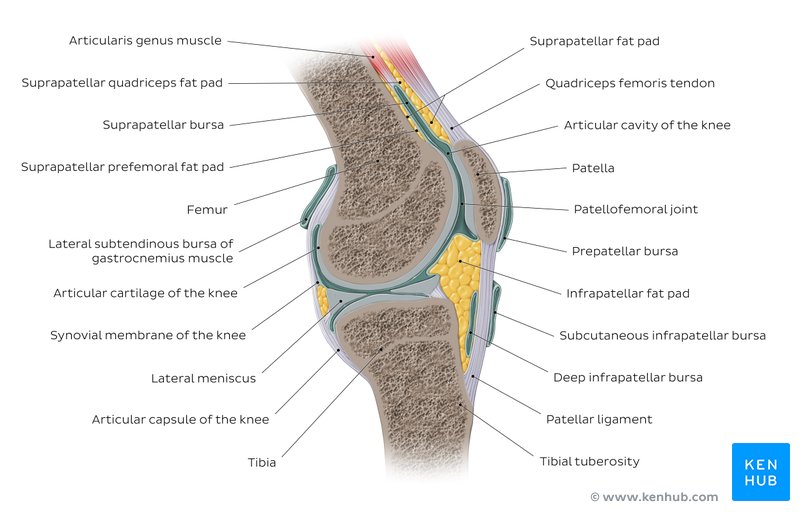 Anatomy of the knee joint - sagittal view