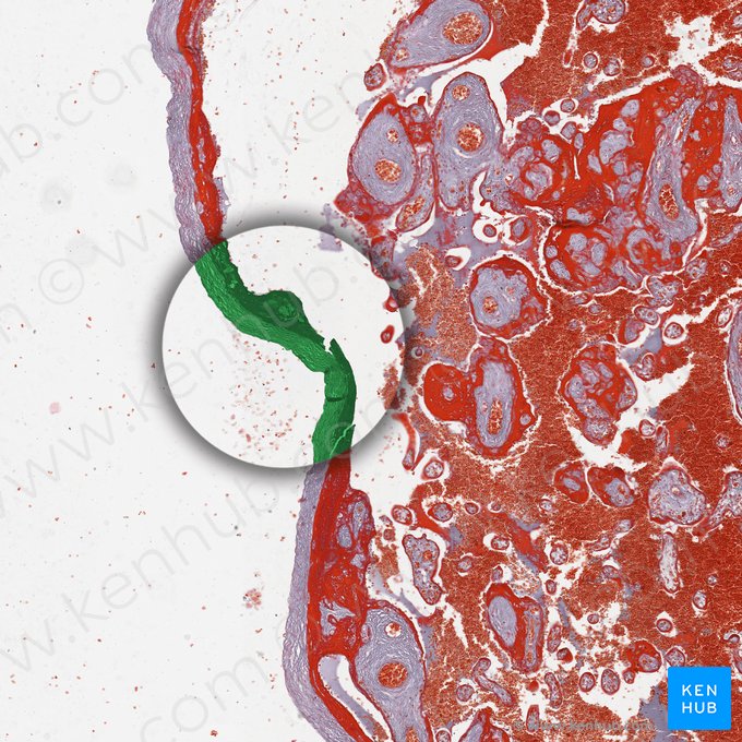 Amnion; Image: 