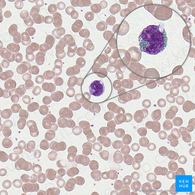 Azurophilic granules of monocyte (Granula azurophili monocyticus); Image: 