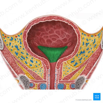 Trigone of urinary bladder (Trigonum vesicae urinariae); Image: Irina Münstermann