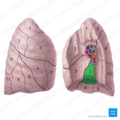 Segmento basilar medial do pulmão direito (Segmentum basale mediale pulmonis dextri); Imagem: Paul Kim
