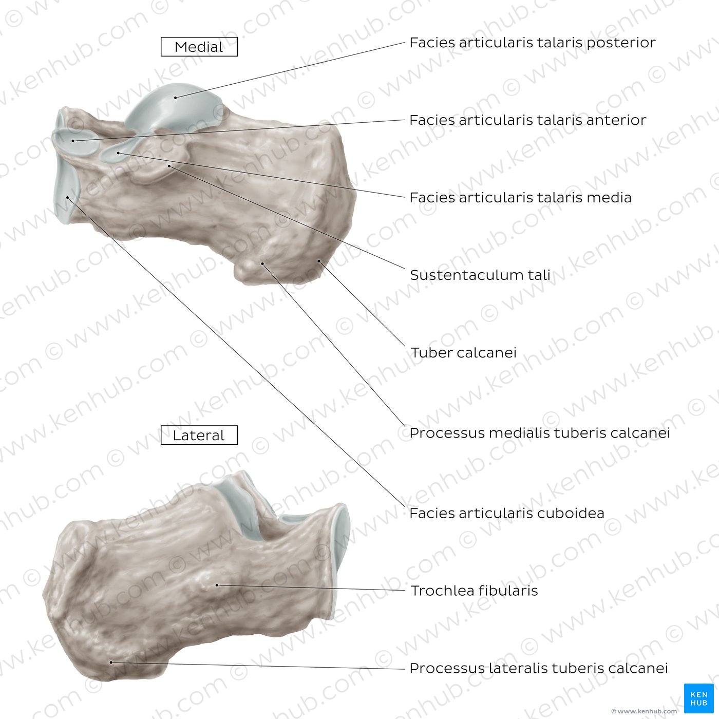 Calcaneus (Mediale und laterale Ansicht)