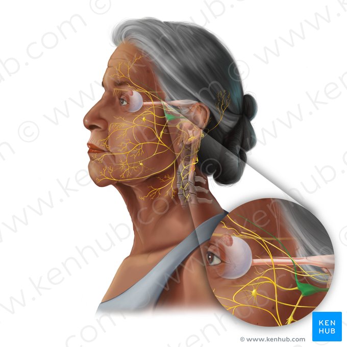 Nervus ophthalmicus (Augennerv); Bild: Tal Bavli Ziv