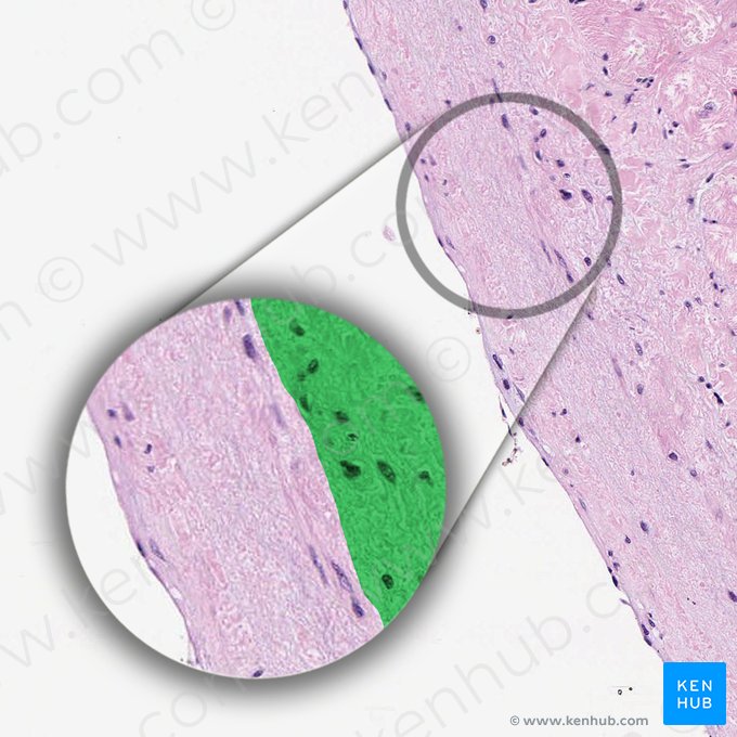 Myocarde (Myocardium); Image : 