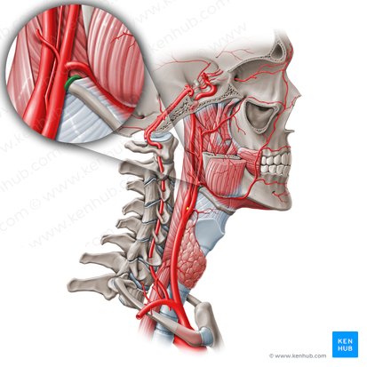 Arteria lingual (Arteria lingualis); Imagen: Paul Kim
