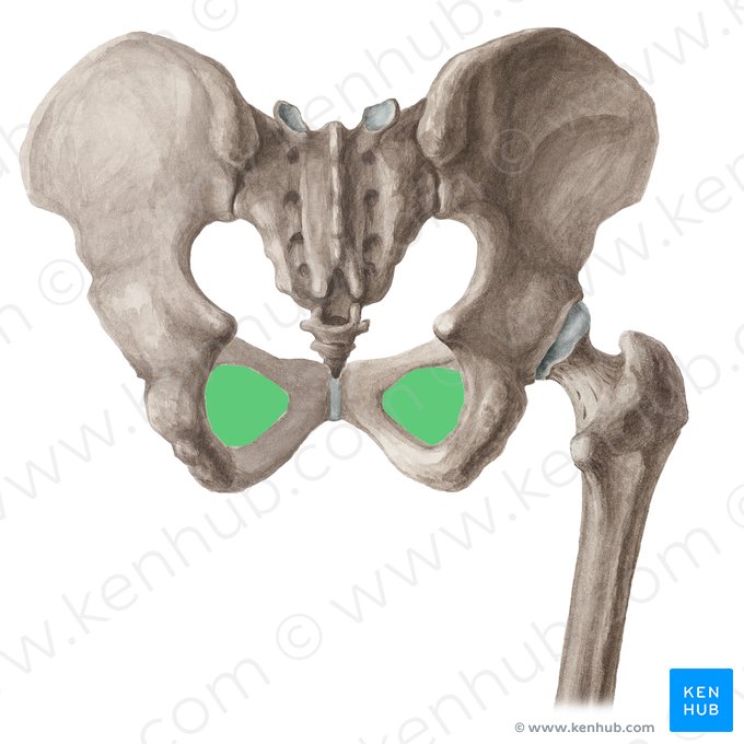 Obturator foramen of hip bone (Foramen obturatum ossis coxae); Image: Liene Znotina