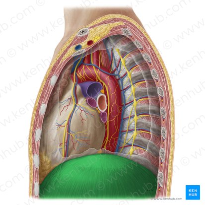 Diaphragme (Diaphragma); Image : Yousun Koh