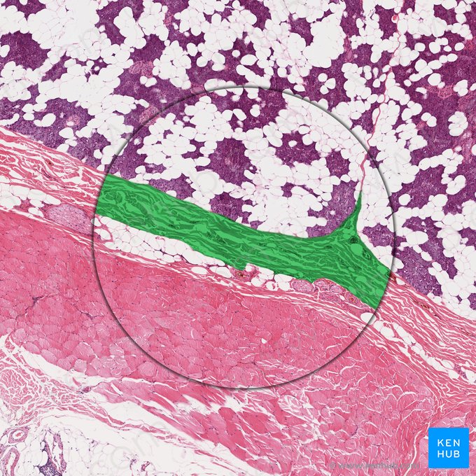 Cápsula (Capsula); Imagen: 