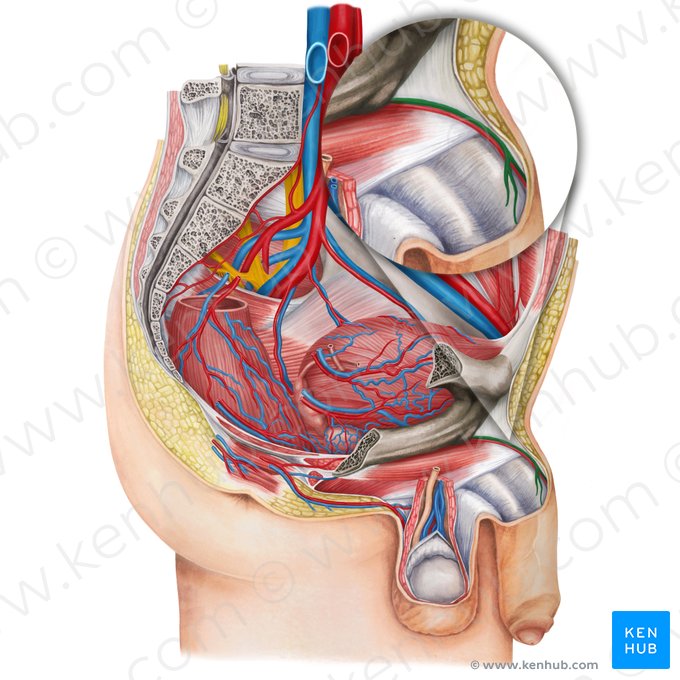 Vena dorsal profunda del pene (Vena dorsalis profunda penis); Imagen: Irina Münstermann