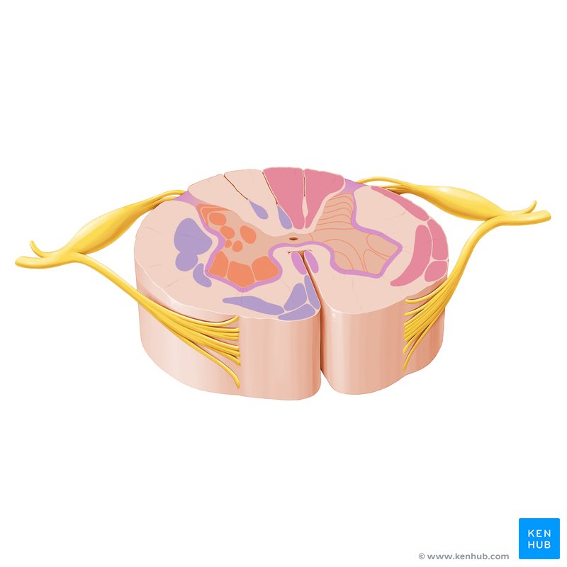 Spinal cord: Cross-section