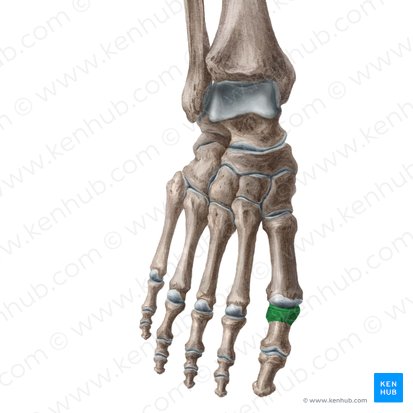 Base of proximal phalanx of great toe (Basis phalangis proximalis hallucis); Image: Liene Znotina