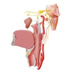 Glossopharyngeal nerve (CN IX)