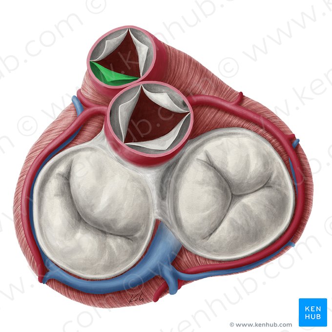 Left semilunar leaflet of pulmonary valve (Valvula semilunaris sinistra valvae trunci pulmonalis); Image: Yousun Koh
