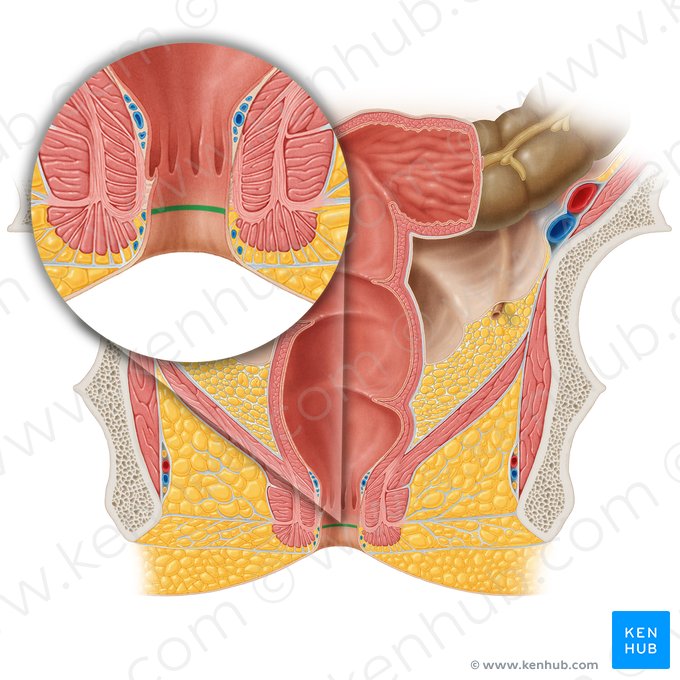 Anocutaneous line (Linea anocutanea); Image: Samantha Zimmerman