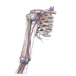 Blood vessels of the arm and shoulder