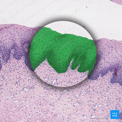 Epitelio escamoso estratificado no queratinizado (Epithelium stratificatum squamosum non cornificatum); Imagen: 