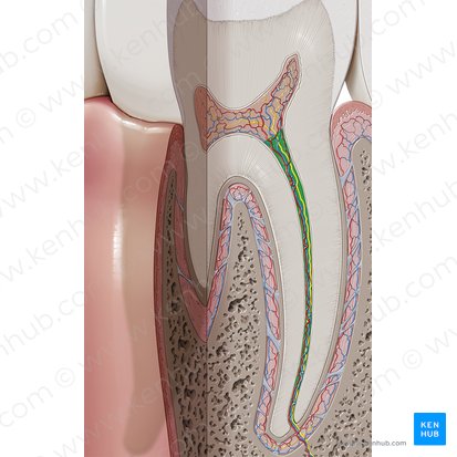 Canal radicular (Canalis radicis dentis); Imagen: Paul Kim