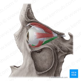 Musculus rectus inferior (Unterer gerader Augenmuskel); Bild: Yousun Koh