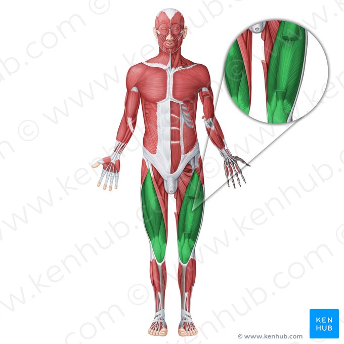 Músculo cuádriceps femoral (Musculus quadriceps femoris); Imagen: Irina Münstermann