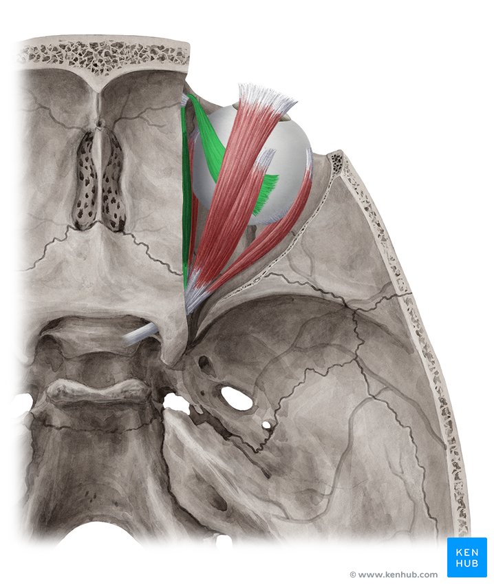 Superior oblique muscle - cranial view