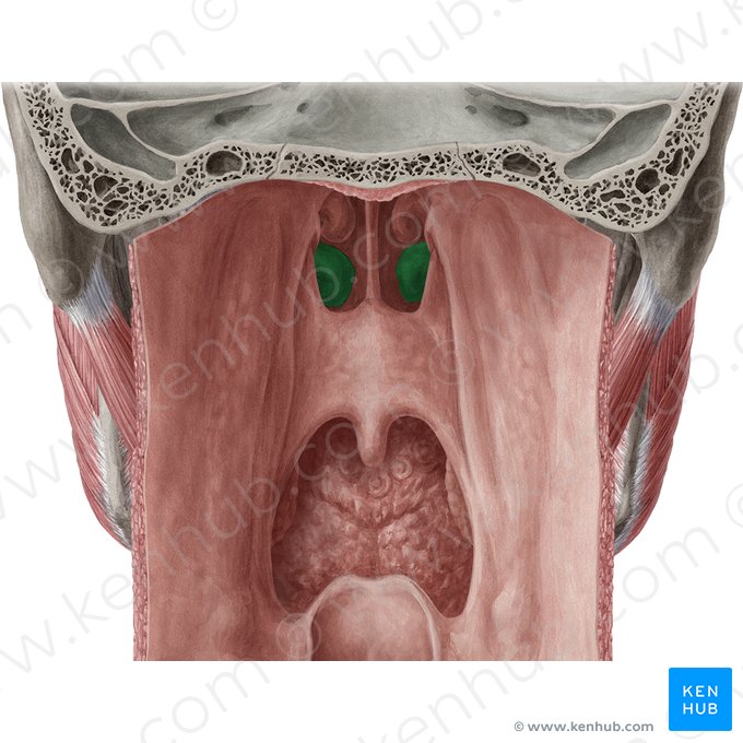 Inferior nasal concha (Concha nasalis inferior); Image: Yousun Koh