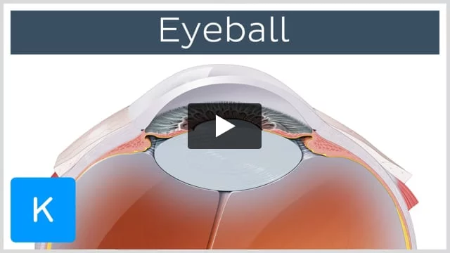 What's Structure of Eyeball ?