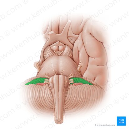 Flocculus; Image: Paul Kim