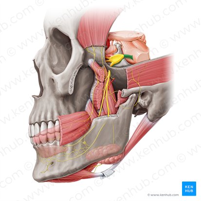 Trigeminal nerve (Nervus trigeminus); Image: Paul Kim